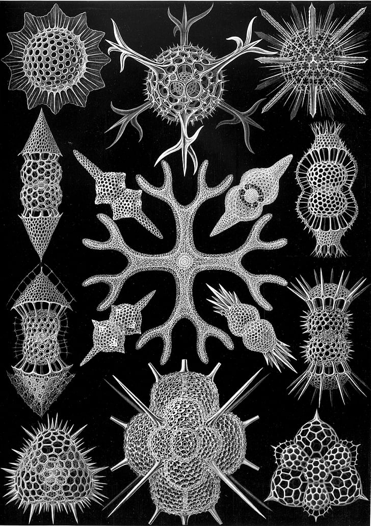 organismi monocellulari, radiolari, Radiolaria, Spumellaria, Haeckel, endoscheletro, decorazione