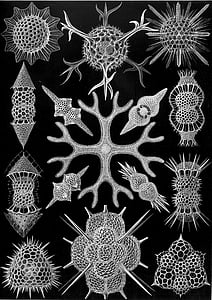 jednim celled organizmi, radiolarians, Radiolaria, spumellaria, Haeckela, endoskeletona, dekoracija