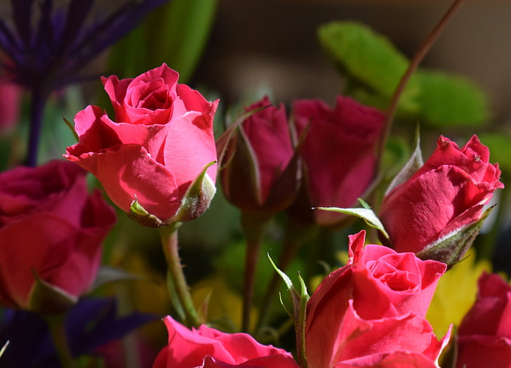 miniaturni rdeče vrtnice, šopek, cvet, cvet, cvet, rdeča, pisane