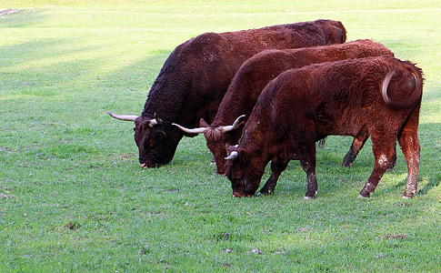 vee, vee, hoorns, binnenlandse vee, rundvlees, herkauwers, grazen