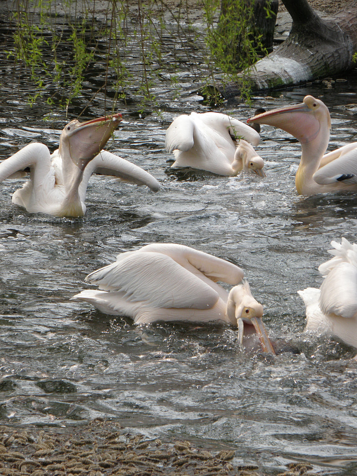 pelican, bird, feeding, water