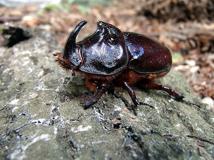 capuchin, macro, insect, beetle