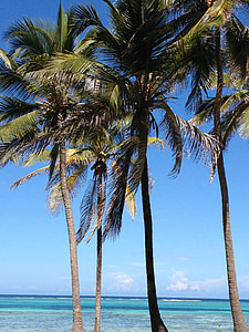 palmy, morze, Plaża, Costa, Natura, niebieski, klimat tropikalny