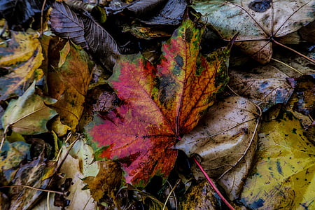 priroda, list, jesen, vanjska strana, biljke, boja, žuto lišće