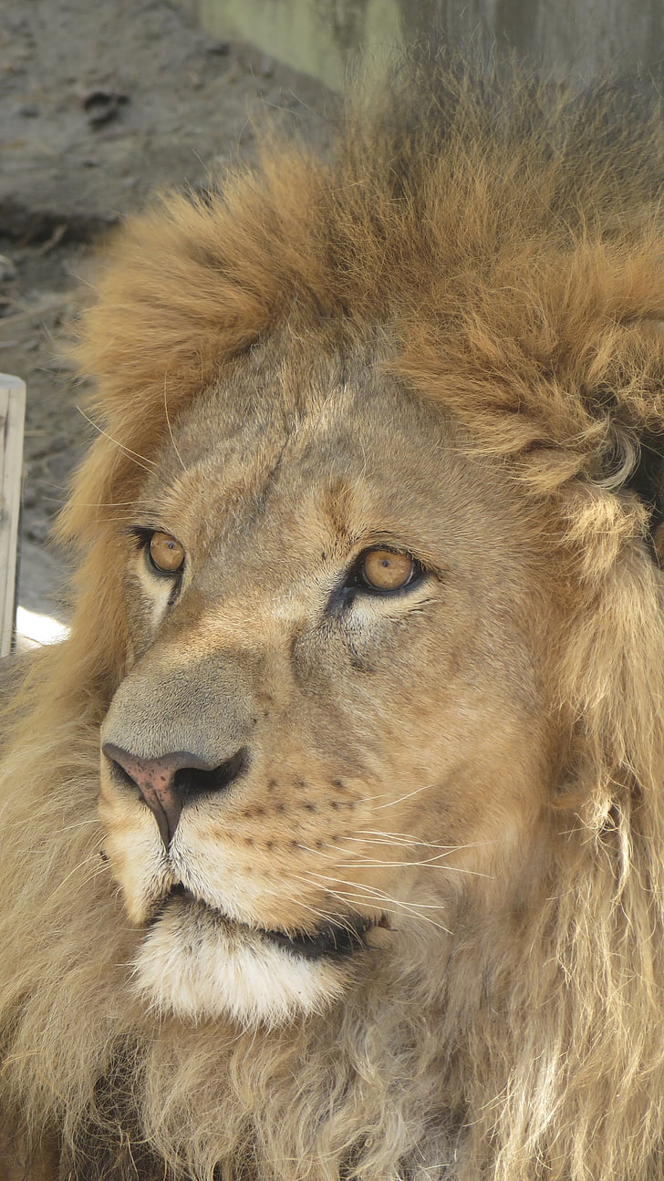 Leon, životinja, Kralj, Zoološki vrt