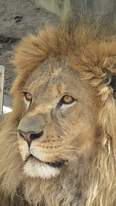León, animal, rey, Parque zoológico