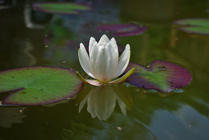 Vodní lilie, květ, závod, rybník, Lotus, vodní rostlina, květ