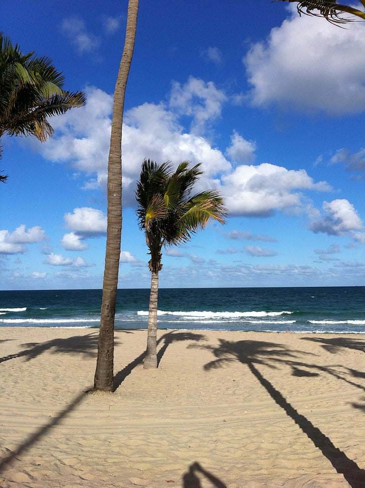 palms, beach, sand, sky, ocean, clouds, florida
