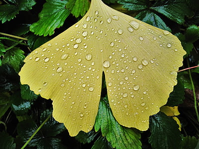 은행나무 잎, 빗방울, 팬-모양의 잎, 팬 모양, 넓은 잎, 단풍 잎, 밝은 노란색