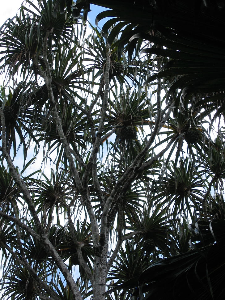boom, patroon, plant, tropische, exotische, licht terug, Palm
