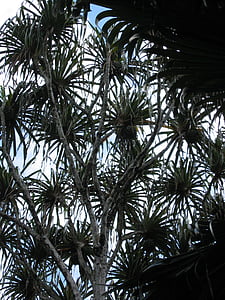 koks, modelis, augu, tropu, eksotiski, gaismu atpakaļ, Palm