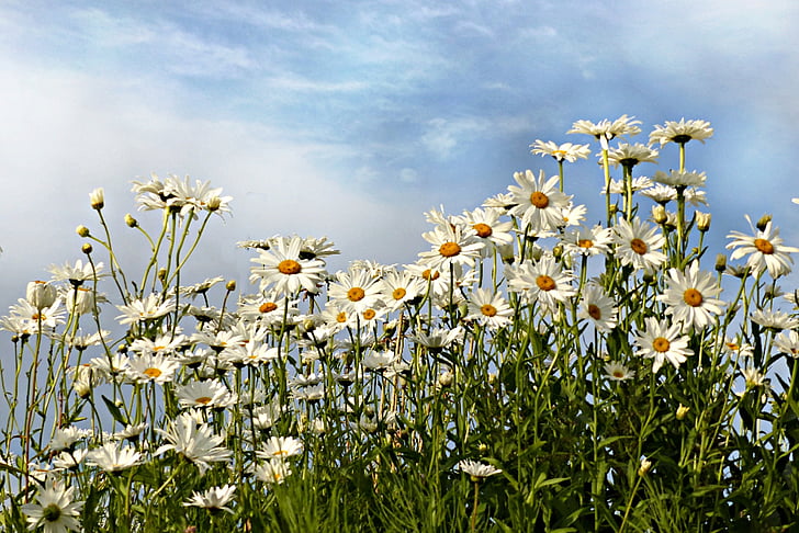 margaritas, Leucanthemum, flor, Blanco, verano, naturaleza, planta