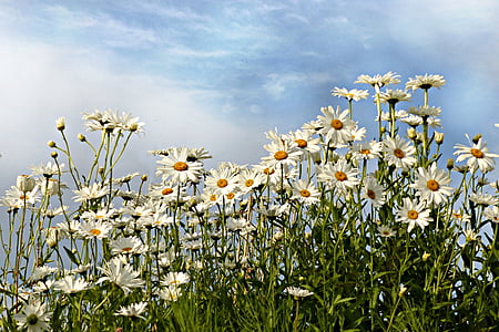 margaridas, Leucanthemum, flor, Branco, Verão, natureza, planta