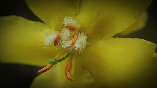 macro, Pistilo, amarillo, flor, naturaleza, pétalos de, primavera