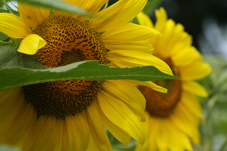 bunga matahari, bunga, musim panas, alam, kuning, tanaman, matahari