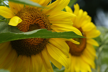 sunflower, flower, summer, nature, yellow, plant, sun