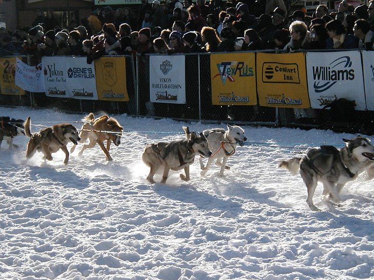 sáňkovat psi, závod, Yukon quest, tým, špičáky, konkurence, sníh