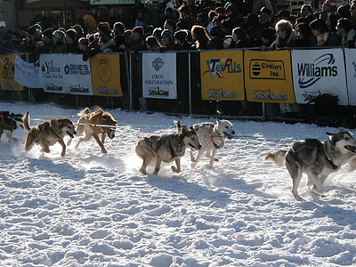 trineu de gossos, cursa, recerca Yukon, equip, canines, competència, neu