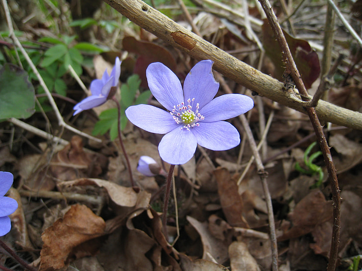 blå anemone, natur, blad, farger