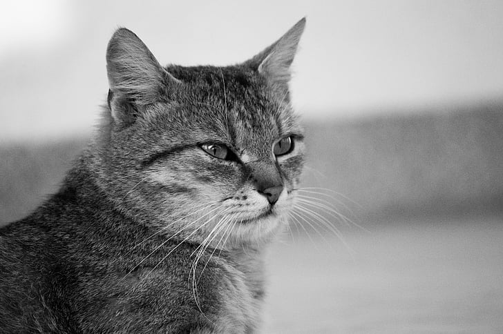 katten, Tom-cat, fornøyd, innenlands cat, dyr, kjæledyr, svart-hvitt