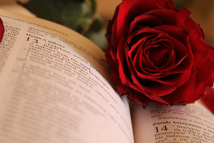 Троянда, Папір, Святе Письмо, Бог, Книга, Кохання, Троянда - квітка
