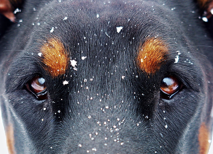目と雪の結晶, ドーベルマン, 雪, 犬, 目, 動物の身体の部分, 1 つの動物