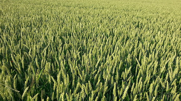 поле, Пшениця, Сільське господарство, літо, сільських, сільськогосподарські угіддя, завод