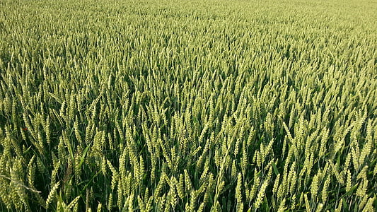 field, wheat, agriculture, summer, rural, farmland, plant