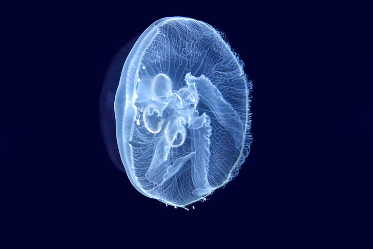 jellyfish, sea, cnidarians, marine animal, urticant, ocean, seabed