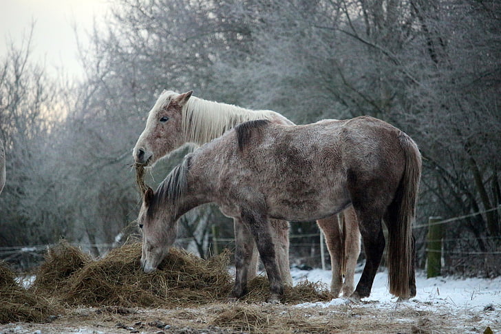 häst, snö, vinter, Frost, mögel, renrasig arabian, Hay