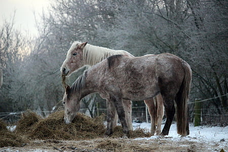 horse, snow, winter, frost, mold, thoroughbred arabian, hay