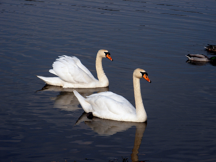 swans, birds, animal, two, water, fowl, white board