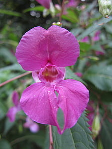 印度 springkraut, 开花, 绽放, 紫色