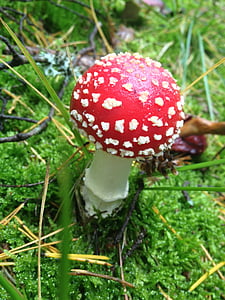 sieni, Amanita muscaria, punainen, myrkkyä, vaara, myrkyllinen, sieni