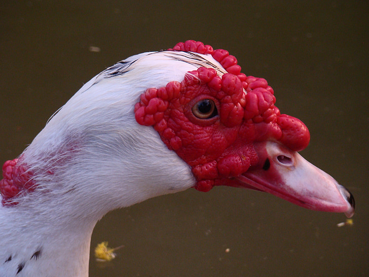 muscovy duck, nature, braids, environment, beak
