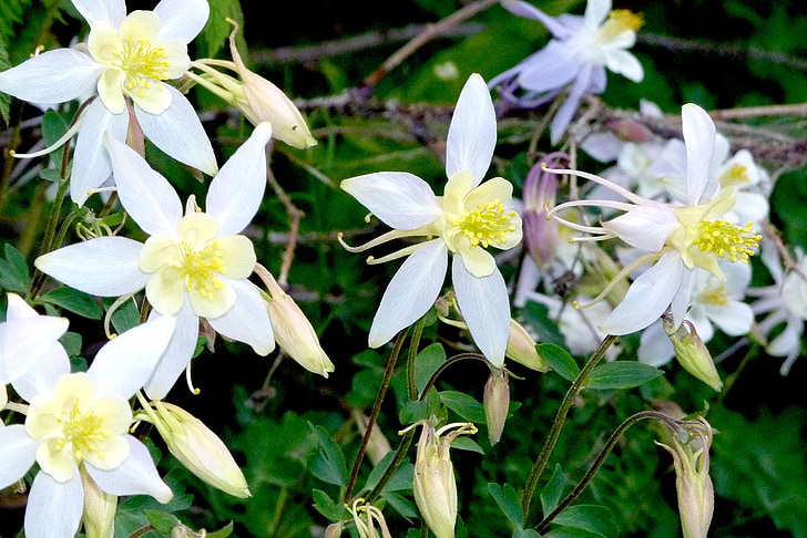 flowers, columbine, white, bloom, floral, blooming, blossom