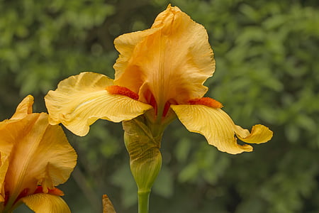 Iris, flor, flor, flor, groc, taronja, planta