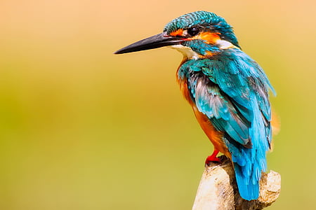 Kingfisher, vták, voľne žijúcich živočíchov, makro, detailné, portrét, farebné