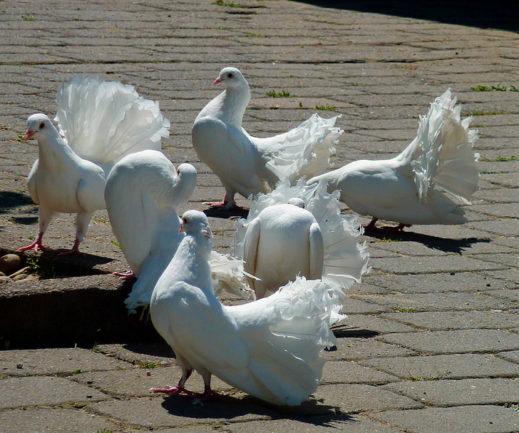 гълъби, бели гълъби, бяло, птица, Красив, бял гълъб, природата