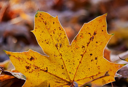 leaves, frost, nature, cold, autumn, frozen, leaf
