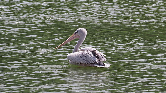 Pelican, pájaro, agua, Isla, naturaleza, animal, flora y fauna