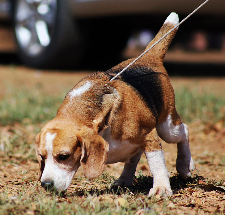 Beagle, pes, pet, živali, rjava, udarci, domače