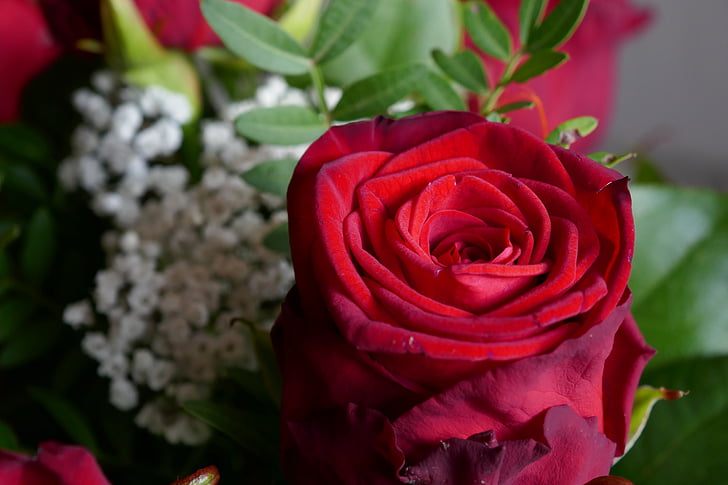 rose, red, red rose, strauss, love, romantic, rose - Flower