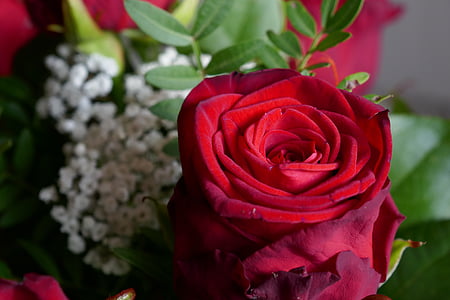 tõusis, punane, punane roos, Strauss, Armastus, romantiline, Roosi - lill