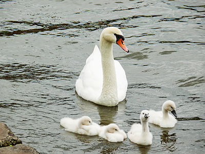 young animals, swan, cygnet, water bird, water, bird, swans
