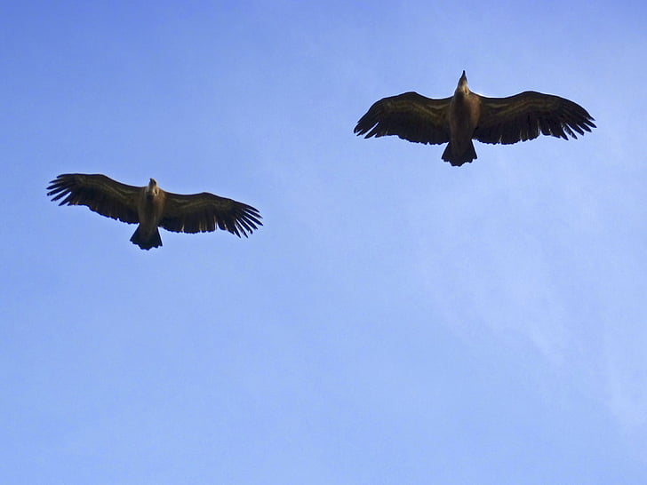 vautours, Sky, vol, oiseaux