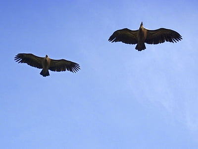 avvoltoi, cielo, volo, uccelli