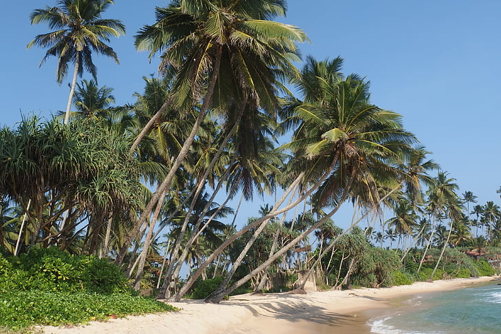 Sri lanka, bomen, strand, dickwella, zee, palmboom, tropisch klimaat