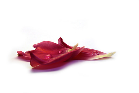 fulla de tulipa, pètal, rosada, gota d'aigua, flor, flor, natura