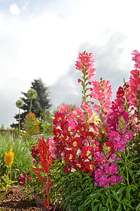 snapdragons, ziedi, Naturschutz, augu, vasaras, rozā